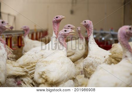 Turkey on a farm breeding turkeys. Flock of Turkeys at the farm.