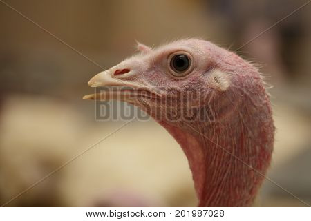 Close-up portrait Head of turkey at the farm
