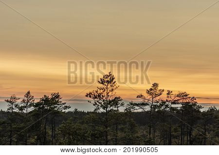 Latvia. beautiful colors in the evening before sunset in the swamp Dunikas