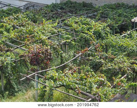 Vineyard Grapevine Plantation In Aosta Valley