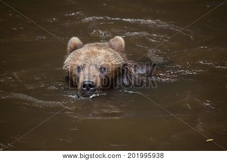 Kamchatka brown bear (Ursus arctos beringianus), also known as the Far Eastern brown bear swimming.