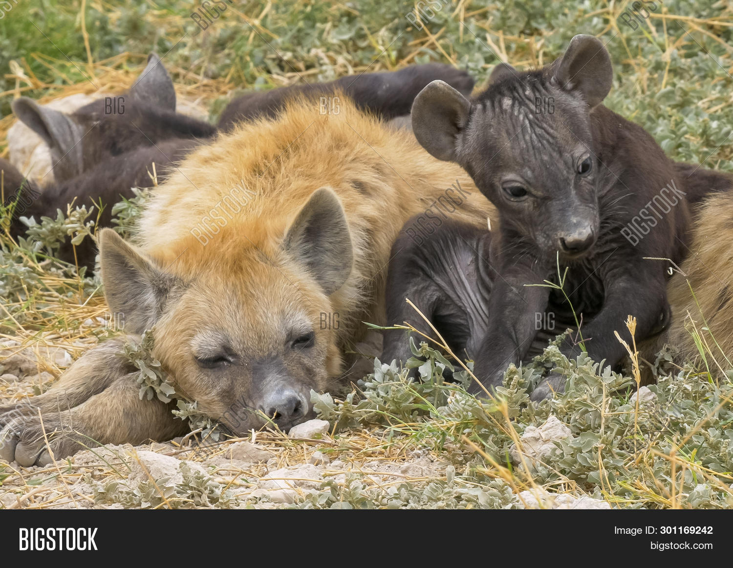 Family Young Hyenas Image & Photo (Free Trial) | Bigstock