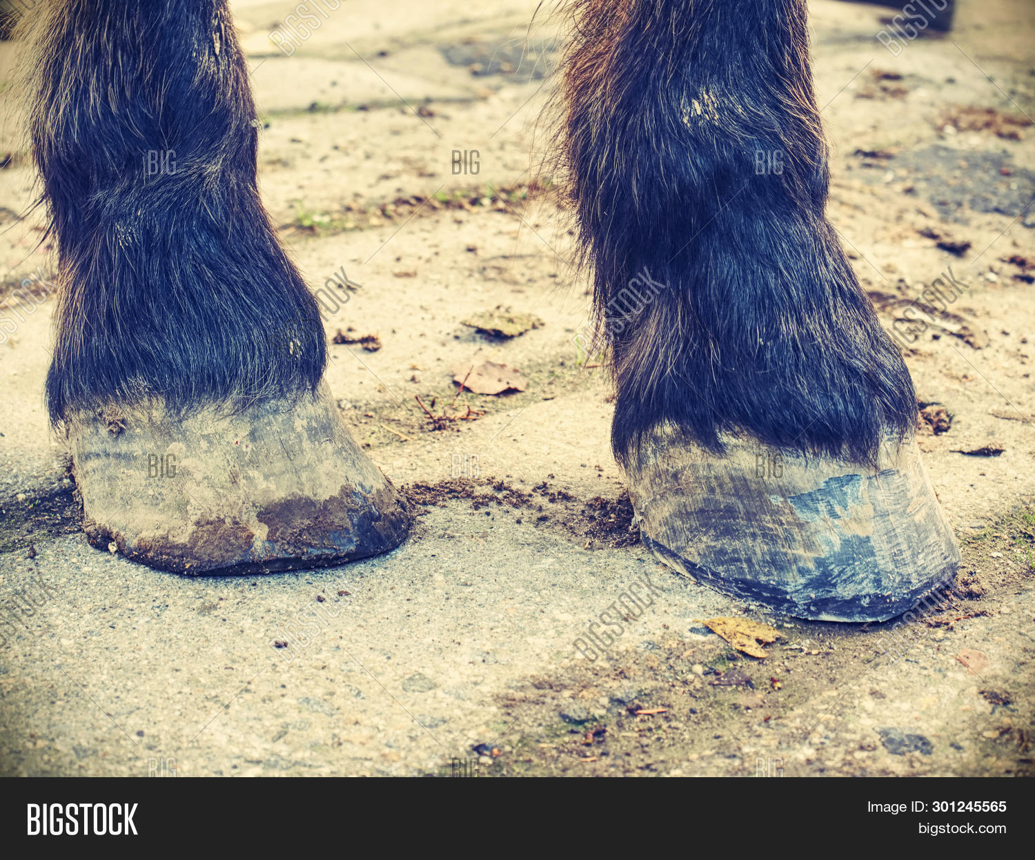 Imagen y foto Hoofs After (prueba gratis) Bigstock