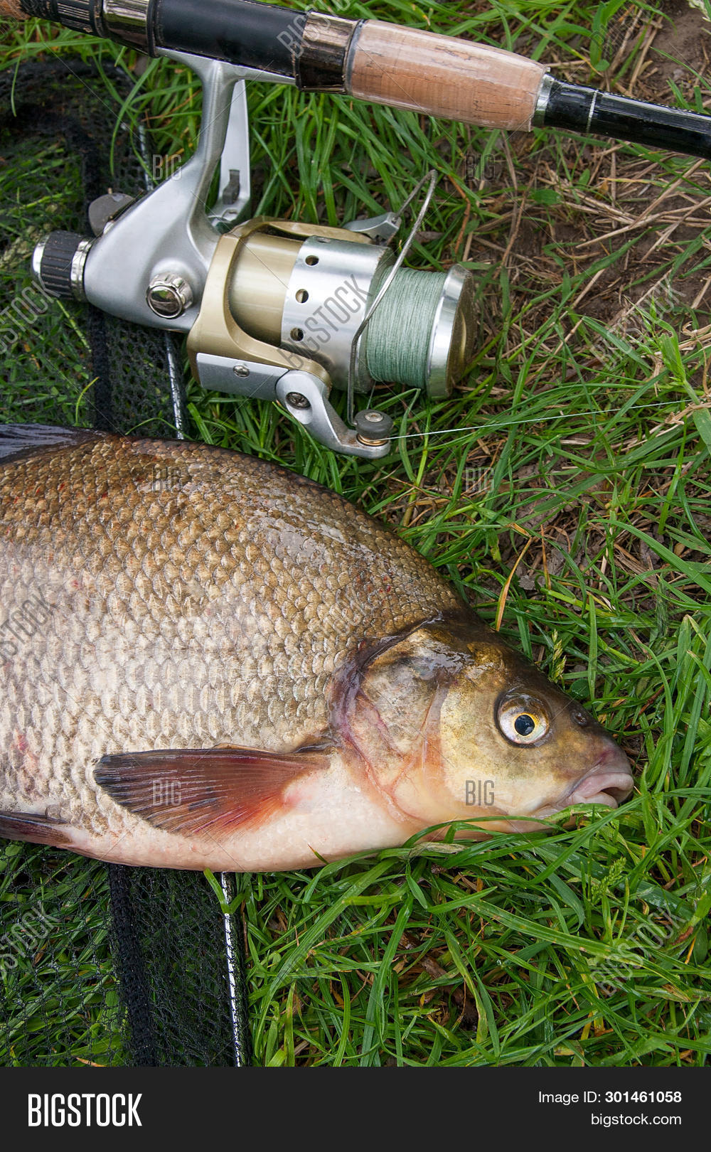 bream fishing rod and reel