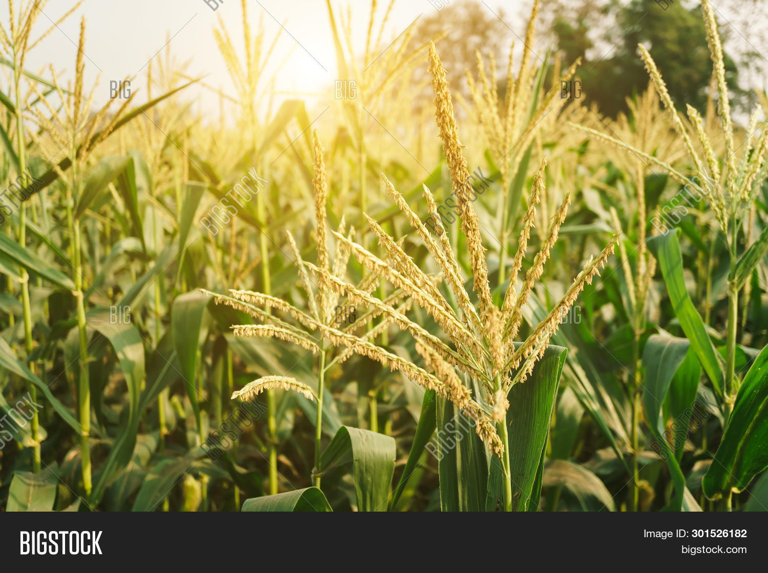 Corn Flowers Blooming Image & Photo (Free Trial) Bigstock