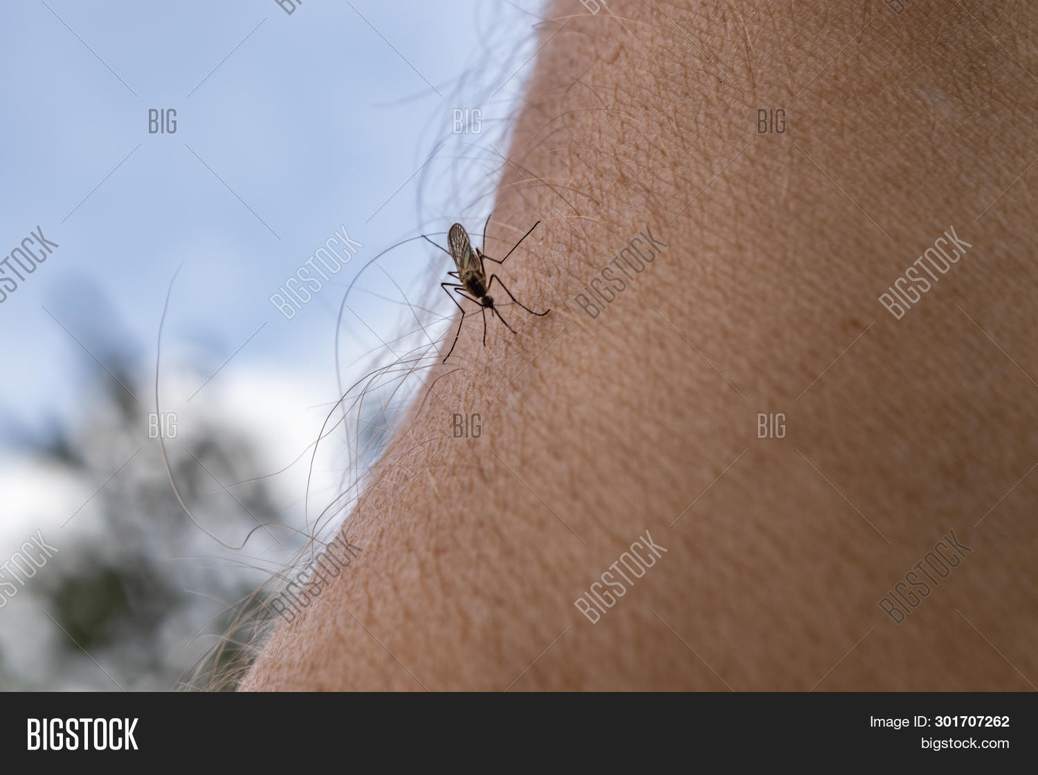 One Mosquito Sits On Image & Photo (Free Trial) Bigstock