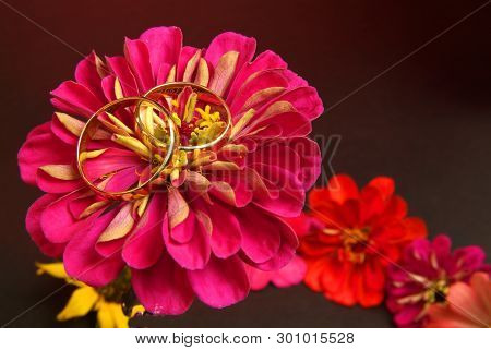 Blooming Colored Flower Buds. Close Up, Macro. With Neutral Background.