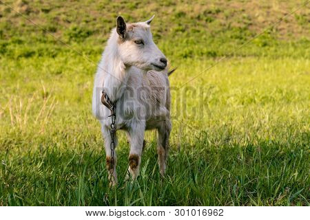 Goat Grazing On A Green Meadow On A Sunny Day