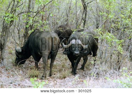 Cape Buffalo 1