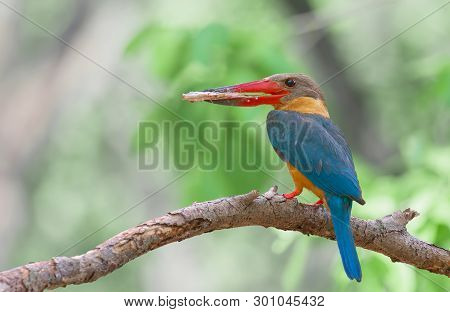 Birds In Nature With Beautiful Colors Strork Billed Kingfisher