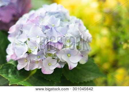Closeup Of Green Hydrangea (hydrangea Macrophylla) Are Blooming In Spring And Summer At A Town Garde