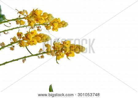 In Senlective Focus A Beautiful Yellow Candelabra Flower Blossom In Botanical Garden On White Isolat