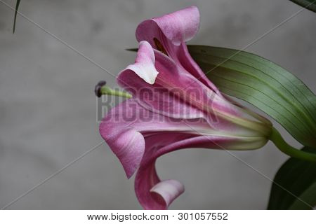 Very Big Pink Lilly Close Uip At My Home