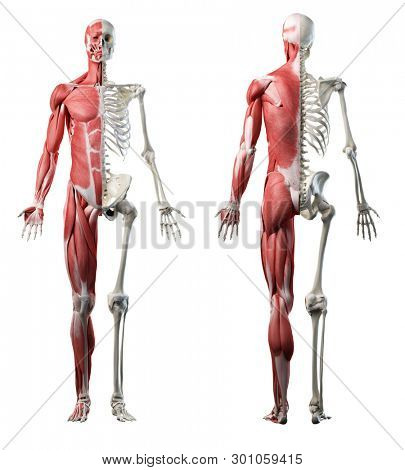 3d rendered medically accurate illustration of the front and back of a mans muscle system