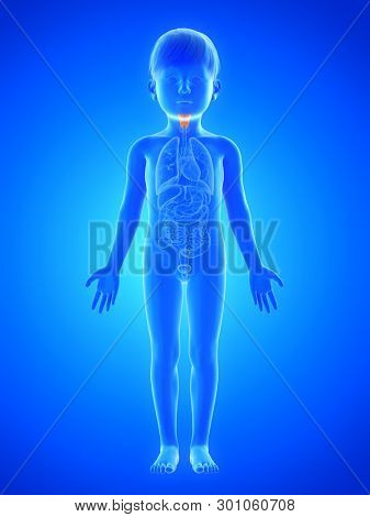 3d rendered medically accurate illustration of a childs larynx