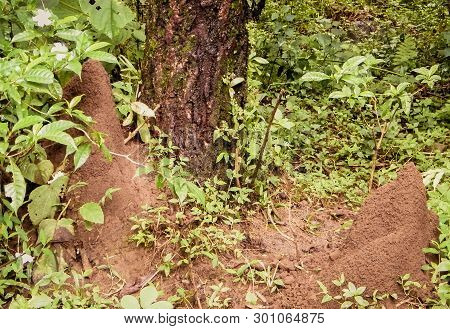 Ant House Nest Underground Beside Tree In Rainforest. Millions Of Ants Live In This Colonies. Its Sh