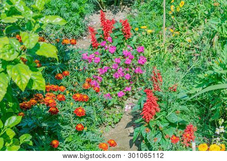 Cultivation Of Pink, Purple, Red And Many Colorful Flowers In A Greenhouse Plants Flower Nursery In 