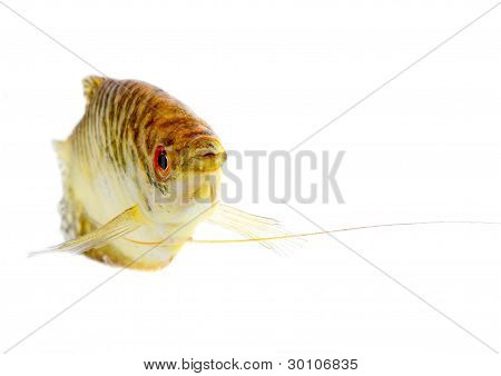 Paradis fisk