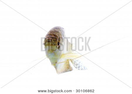 Paradis fisk