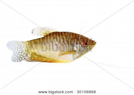 Paradis fisk