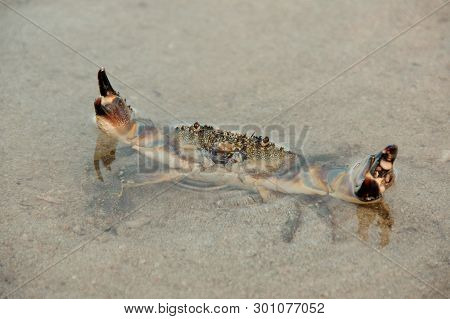 Crab Standing In Water With Lifted Claws