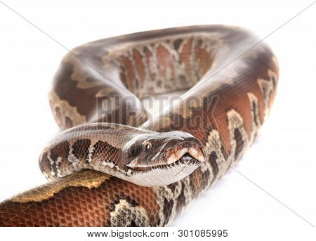 Python Brongersmai In Front Of White Background