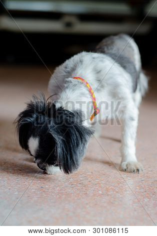 Close Up Shishu Dogs Are Standing In The House In The Morning.cute Pets.black And White Dogs Are Sta
