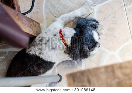 A Small Dog In A Chair.shih-tzu Has Black And White Hair On A Chair.