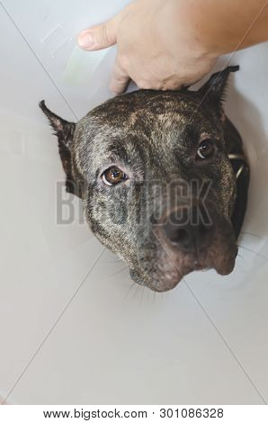 Cola dogs do not lick or scratch.Do not focus on objects.