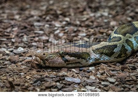 March 2019: Indian Rock Python (python Molurus Molurus) In Zoo Barcelona.