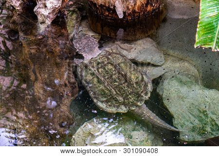 March 2019: Alligator Snapping Turtle (macrochelys Temminckii) In Zoo Barcelona.
