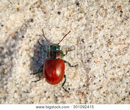 Beetles In A Variety Of Colors And Shapes Are Insects That Enrich Our Environment