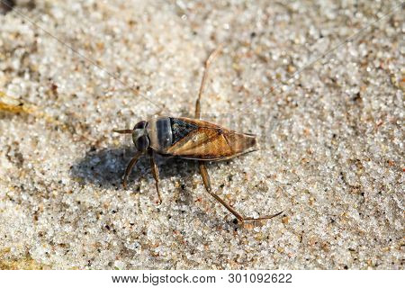 Beetles In A Variety Of Colors And Shapes Are Insects That Enrich Our Environment