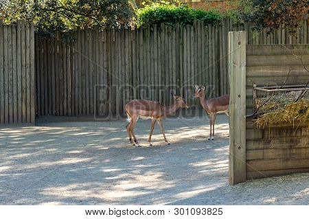 March 2019: Black Faced Impala (aepyceros Melampus Petersi) In Zoo Barcelona.