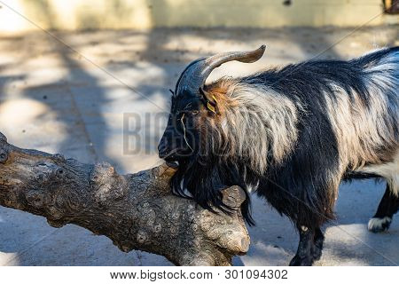 March 2019: Goat (capra Aegagrus Hircus) In Zoo Barcelona.