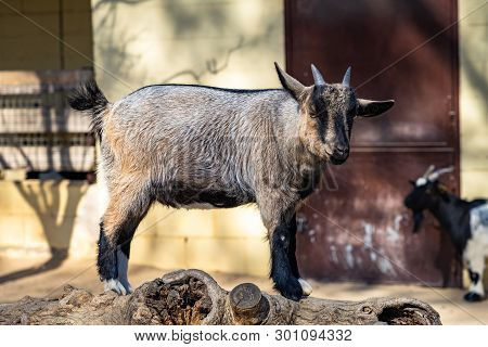 March 2019: Goat (capra Aegagrus Hircus) In Zoo Barcelona.