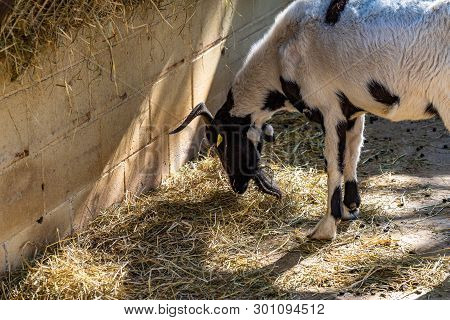 March 2019: Goat (capra Aegagrus Hircus) In Zoo Barcelona.