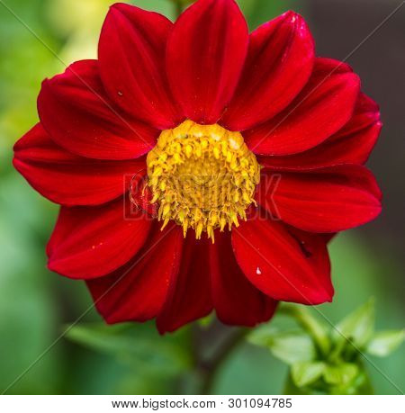 Close Up Of A Single Red Dahlia Flower In A Garden.