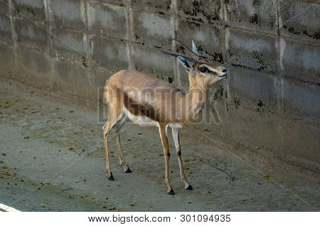 March 2019: Saharian Dorcas Gazelle (gazella Dorcas Osiris) In Zoo Barcelona.