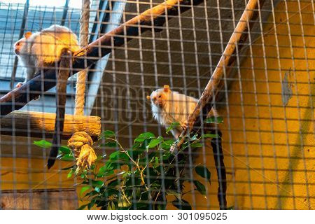March 2019: Silvery Marmoset (callithrix Argentata) In Zoo Barcelona.