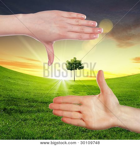 มือมนุษย์และพืชสีเขียว