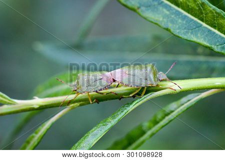Close Up Of Two Bug Or Beetle On A Plant
