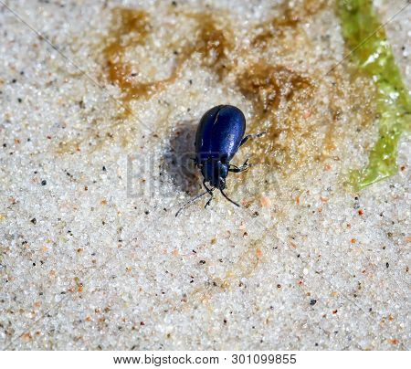 Beetles In A Variety Of Colors And Shapes Are Insects That Enrich Our Environment