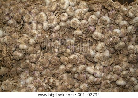 Bunches Of Onions Hanging From The Ceiling In A Barn.