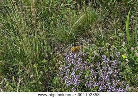 Butterfly Resting On Flowers Of Garden Thyme, Thymus Serpillorum, Breckland Thyme, Wild Thyme  Or Cr