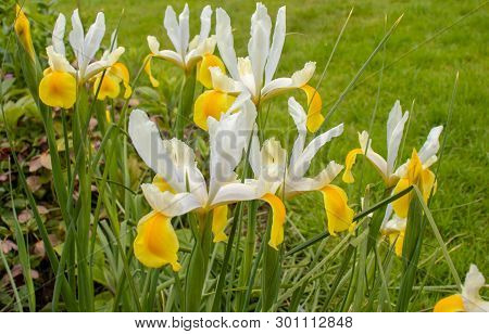 The Flowers Of White And Yellow Flag Irises Flowering In May With A Background Of Grass
