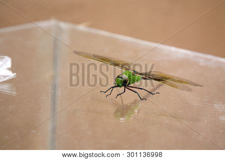 Green Dragonfly. 
Scientific Name 