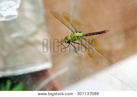 Green Dragonfly. 
Scientific Name 