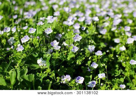 Veronica Filiformis. Perennial Herbaceous Plant. Blooming Lawn With Delicate Blue Flowers.