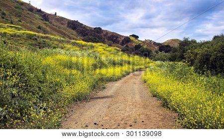 Bright Yellow Wildflowers Grow Over Burned Area From California Wildflowers With Hiking Trail.